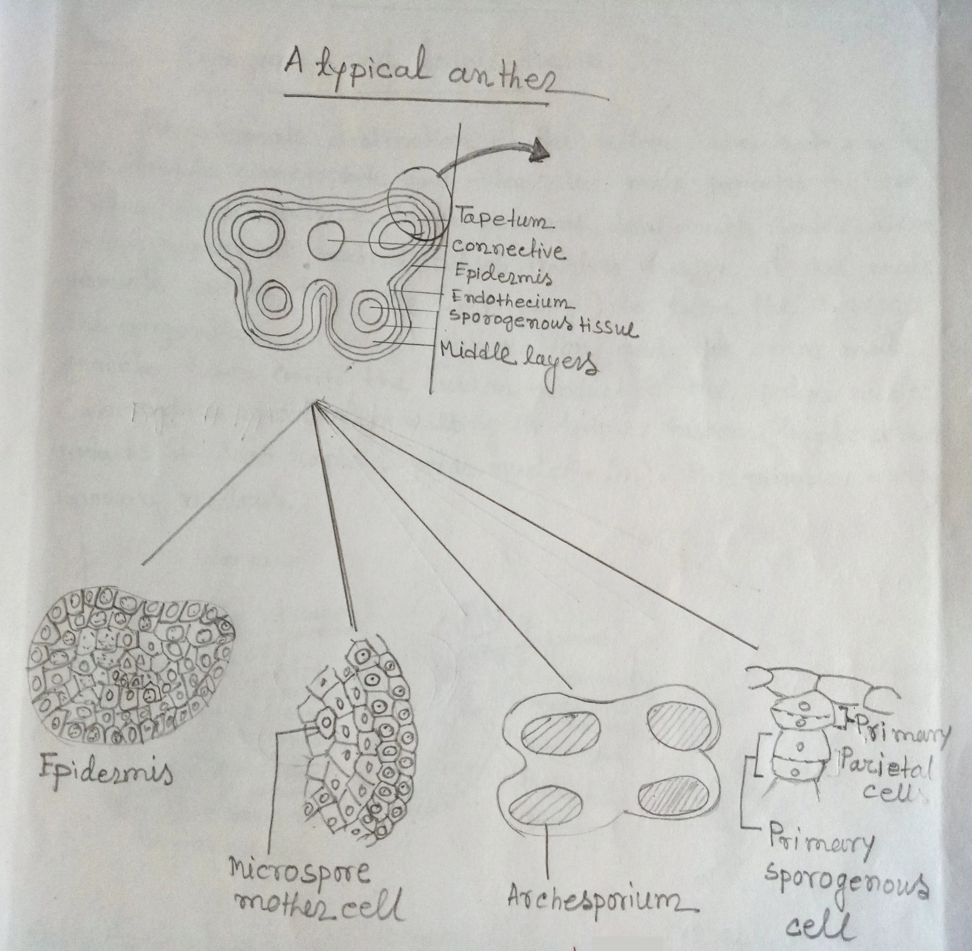 Diagrammatic representation of different stages of development of microsporangium Diagrammatic representation of different stages of development of microsporangium