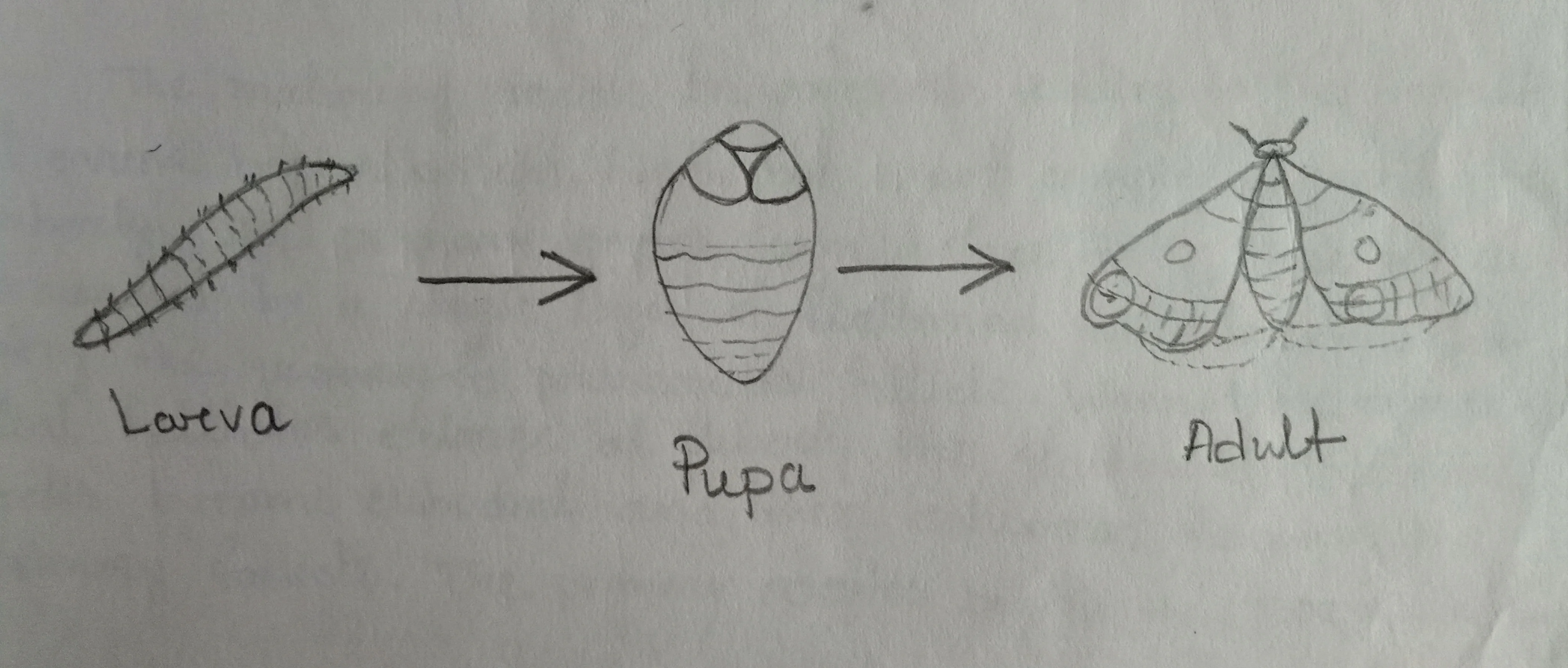 Role of prothoracic gland in insect metamorphosis