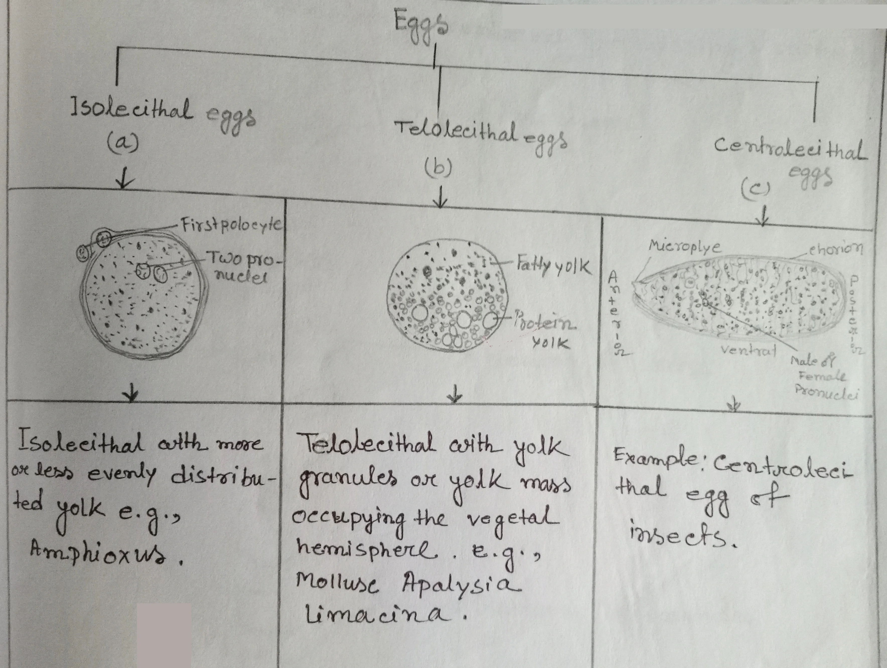 A chart of animals eggs on the basis of location of yolk