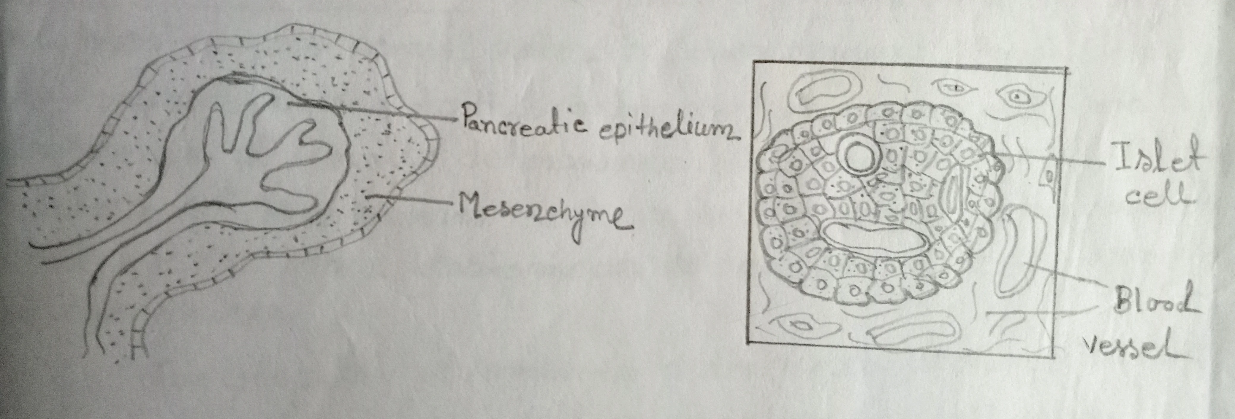 Development of pancreas in a mammal