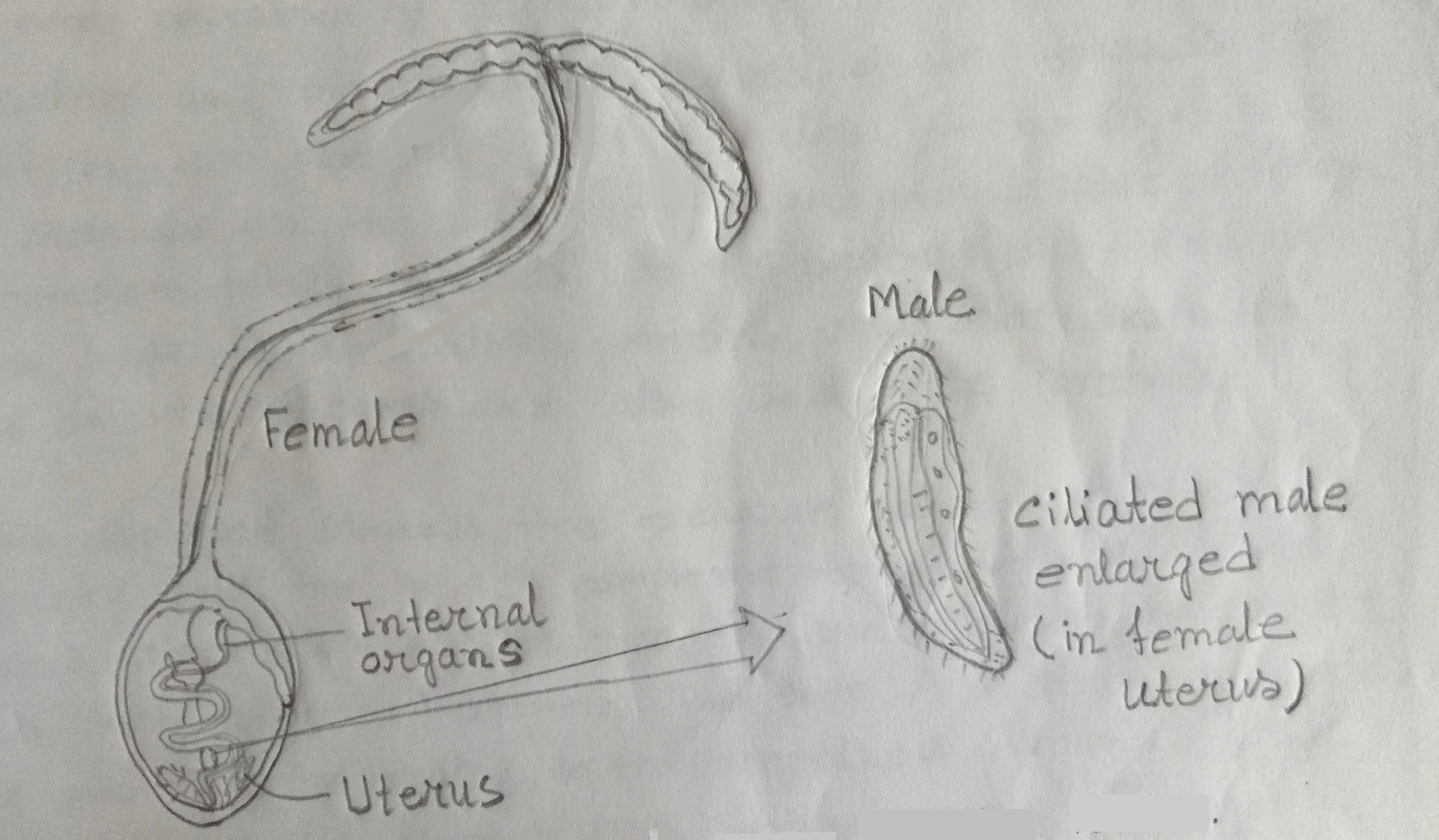 The female & male of the marine worm Bonellia Viridis