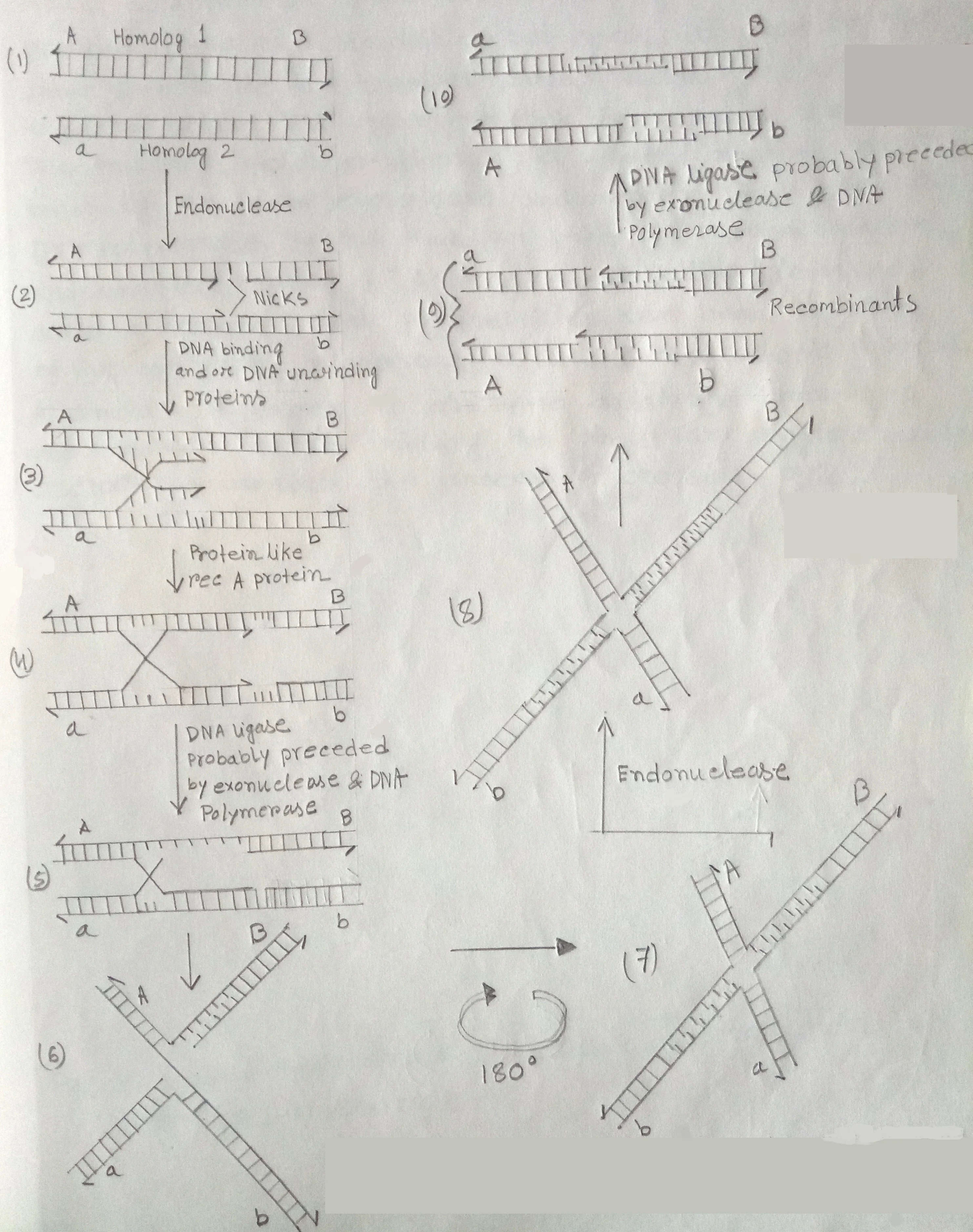 Pathway for the occurrence of crossing over by breakage & reunion based on the model of Robin Holliday