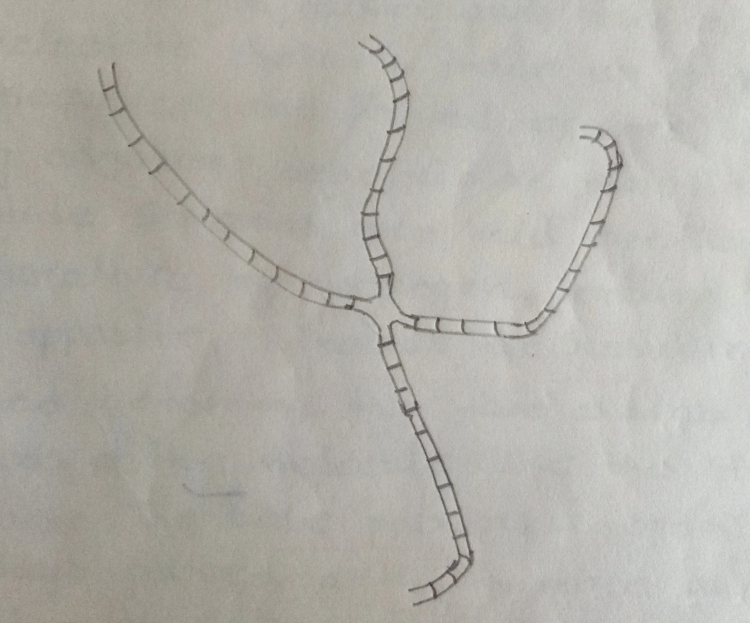 X-shaped recombinant intermediate as seen under the electron microscope