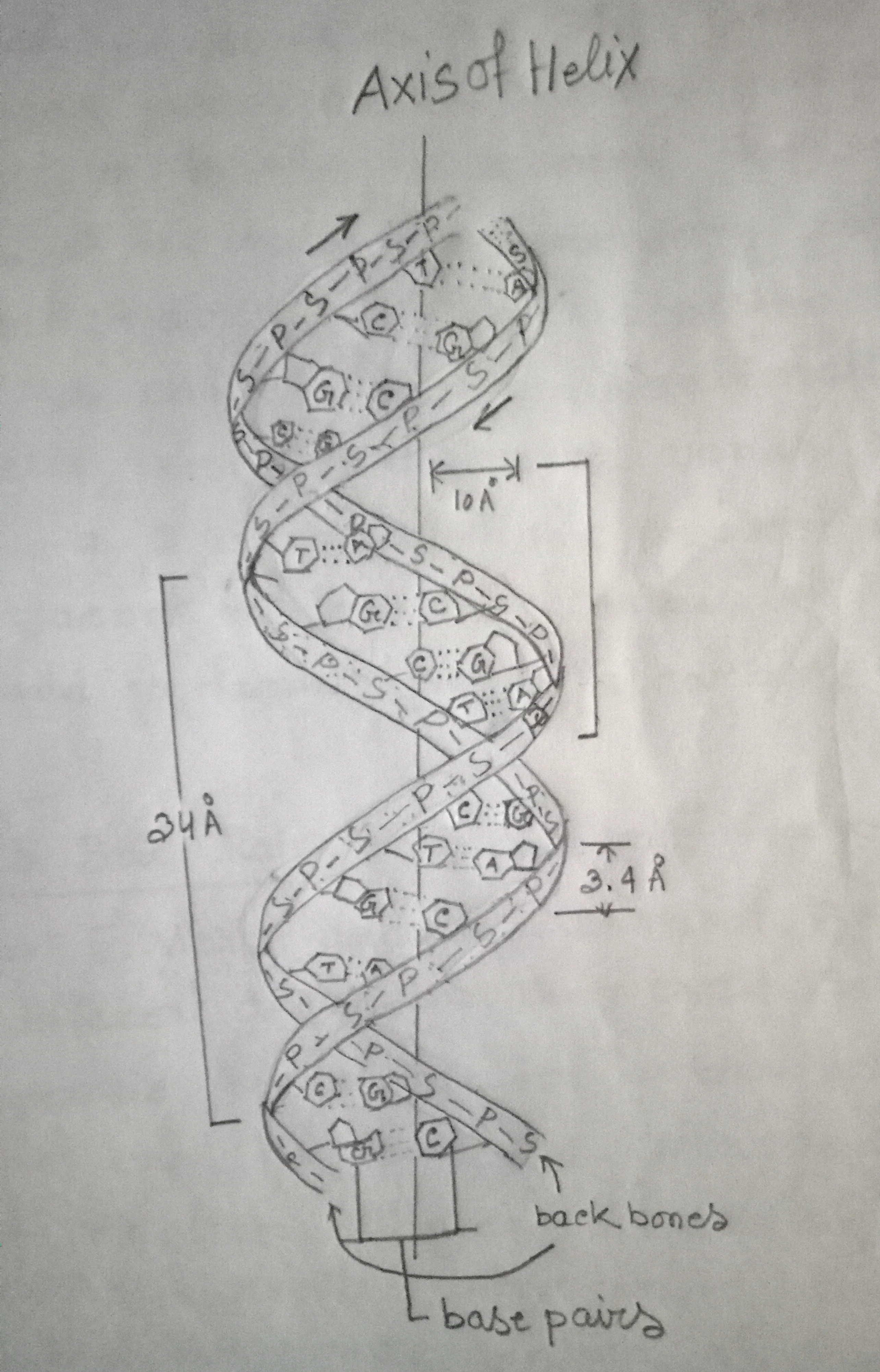 Diagrammatic representation of DNA double helix Diagrammatic representation of DNA double helix