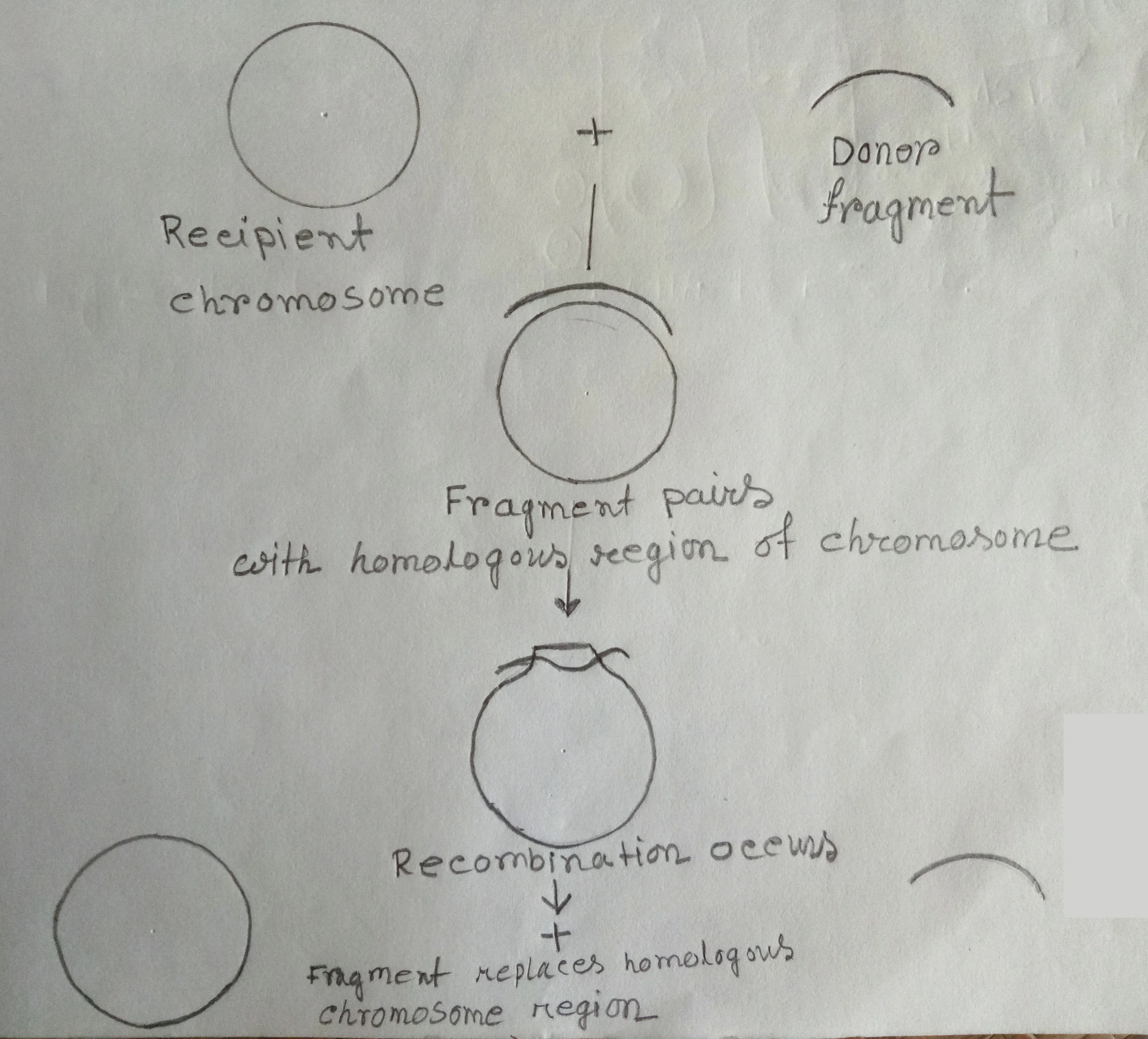 Recombination between donor chromosomal segment & recipient chromosome 