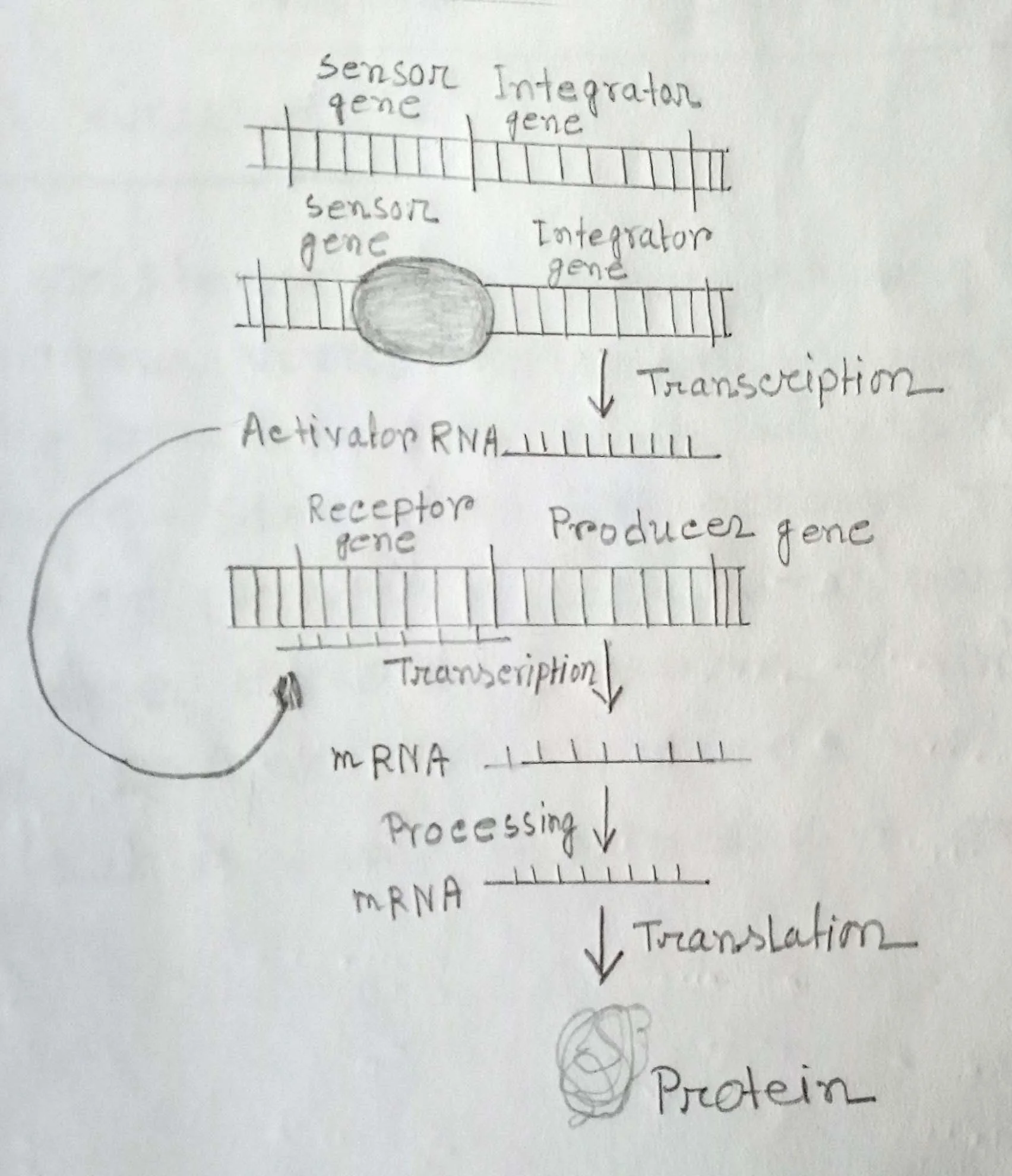 Britten-Davidson model of eukaryotic gene regulation. Interactions among different components of the machinery are shown