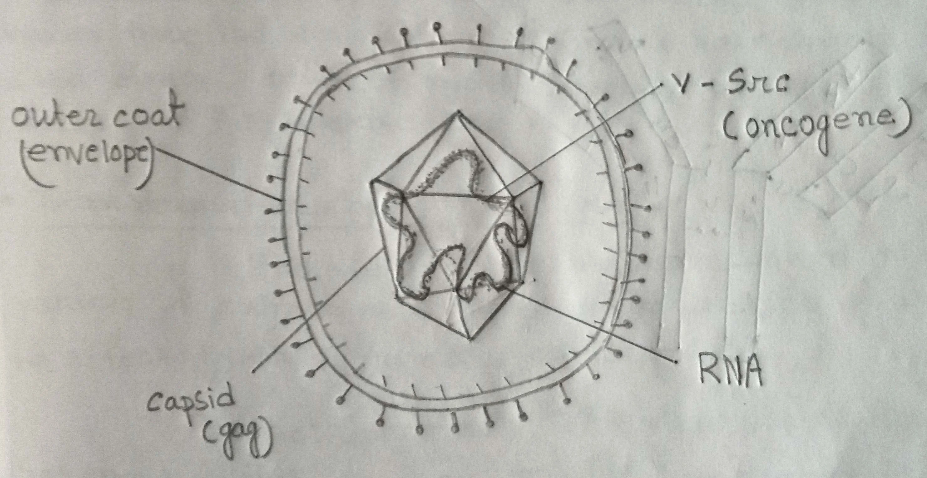 Diagram of an RNA virus Diagram of an RNA virus