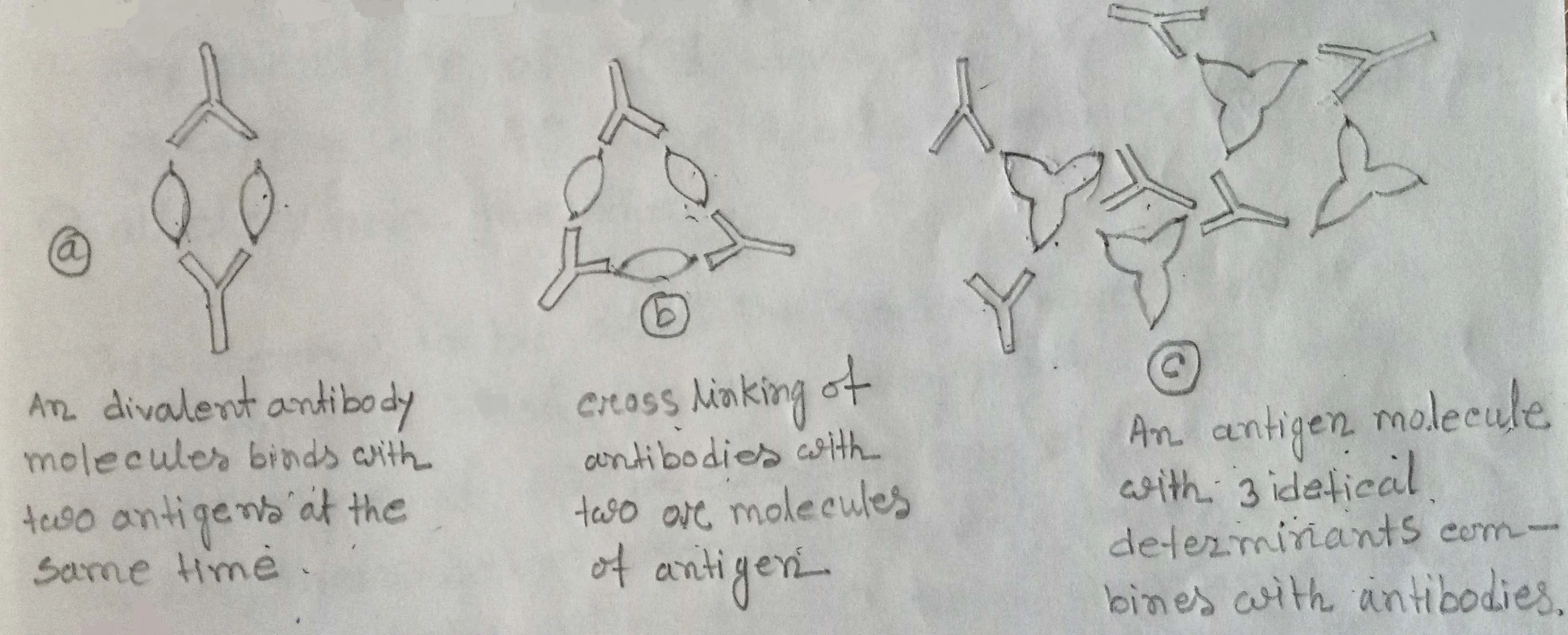 Antigen-antibody reactions Antigen-antibody reactions