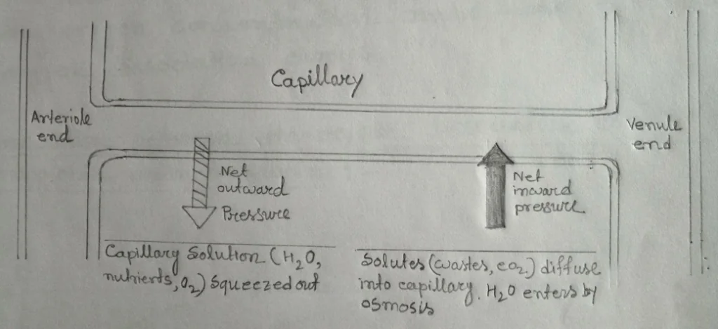 Fluid exchange across a capillary wall