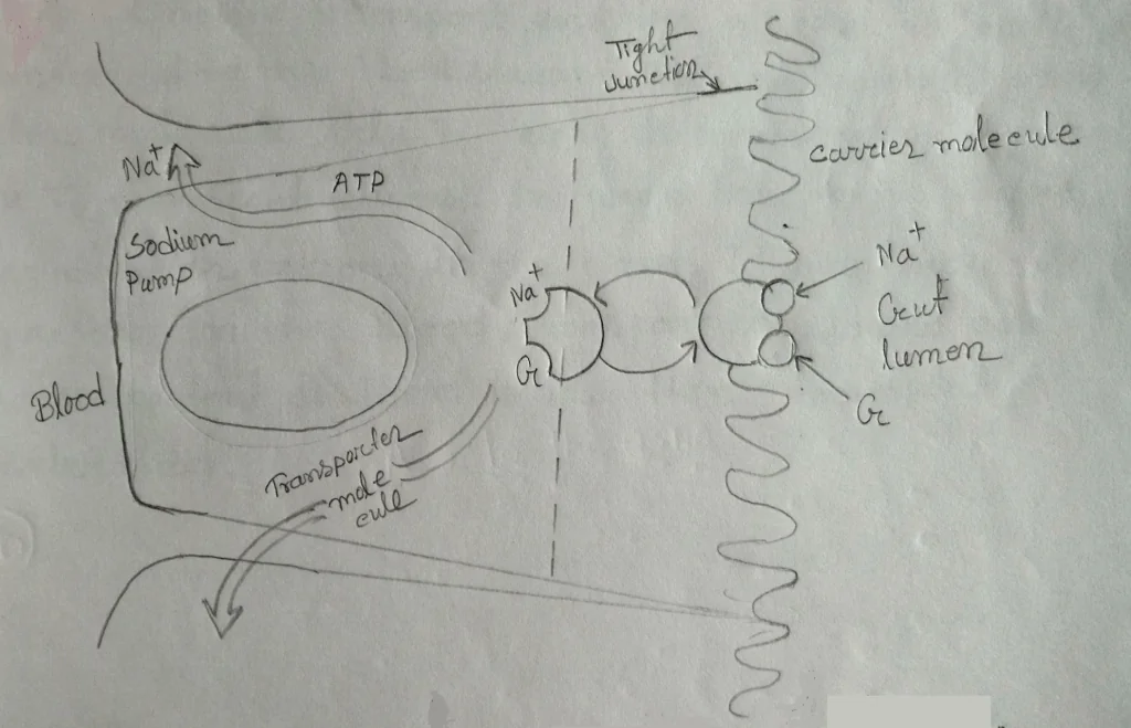 Mechanism for absorption of glucose 