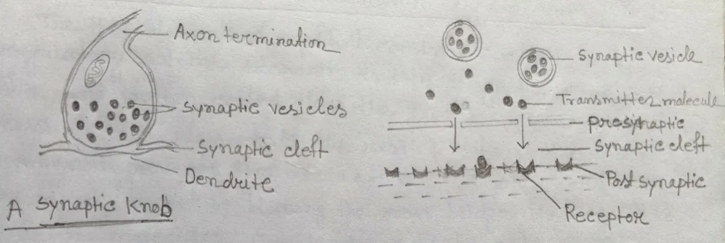Synaptic transmission Synaptic transmission