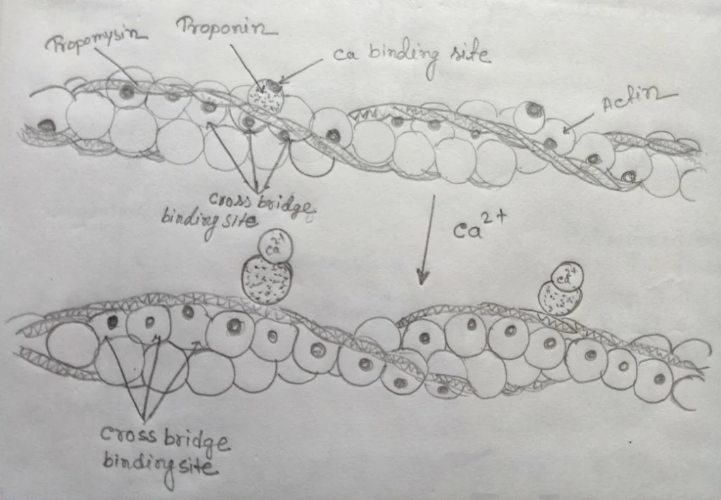 Control of contraction by calcium ion Control of contraction by calcium ion
