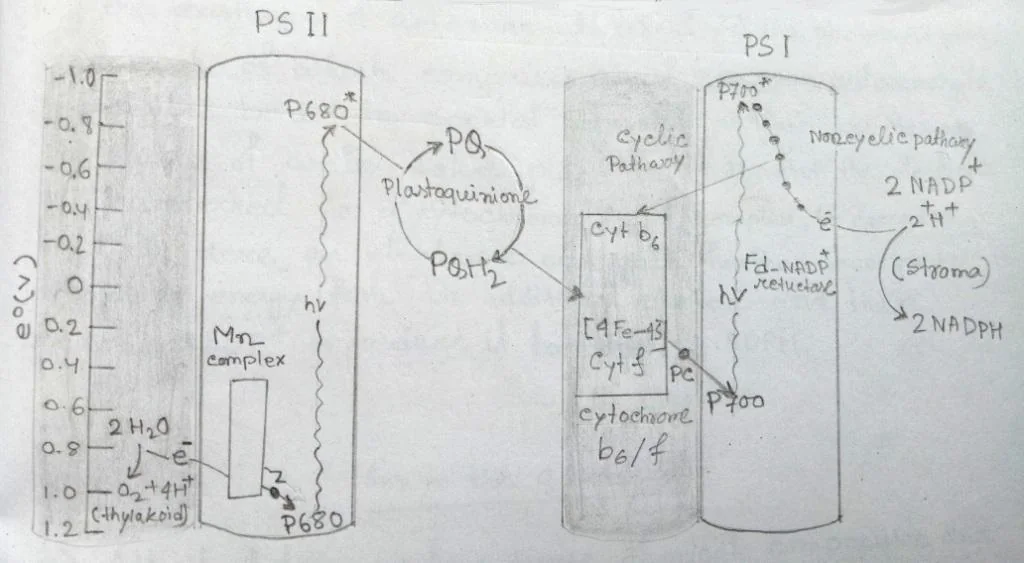 Electrons transport pathway through photosystem I & photosystem II