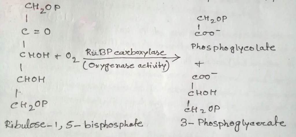 Reaction showing the oxygenase activity of the enzyme RuBP carboxylase Reaction showing the oxygenase activity of the enzyme RuBP carboxylase