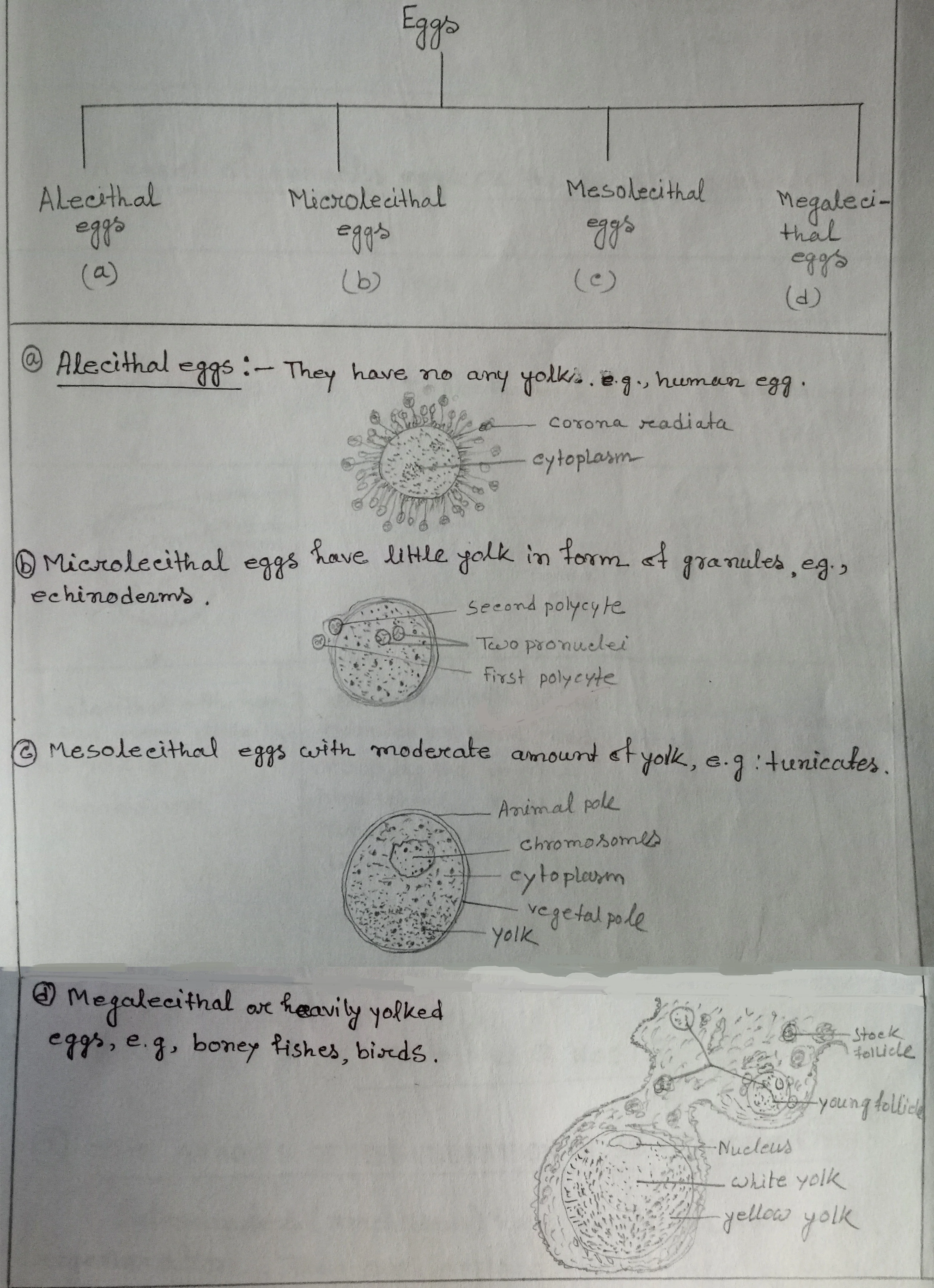 A chart to classify the eggs in animals on the basis of amount of yolk